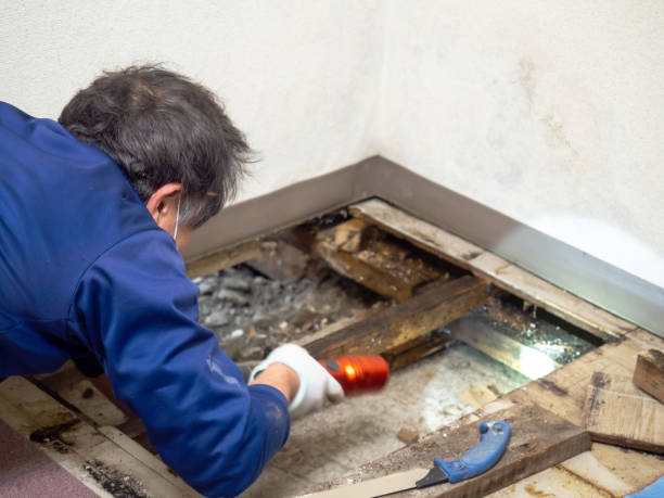 Best DIY Mold Remediation Support Services in Farngton, MI