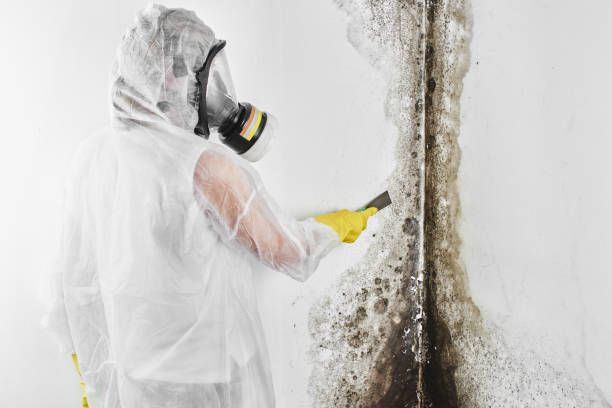 Best Health and Safety Mold Remediation in Farngton, MI