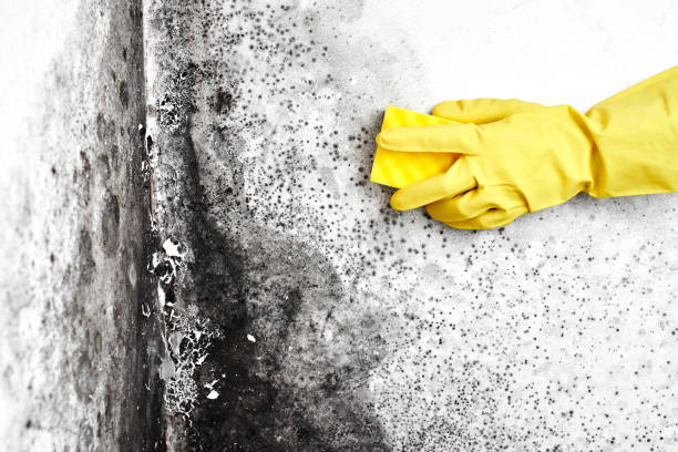 Best Industrial Mold Remediation in Farngton, MI