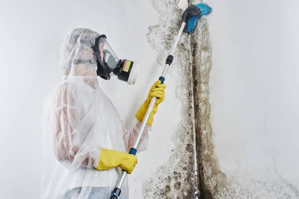 Best Insurance-Related Mold Remediation in Farngton, MI