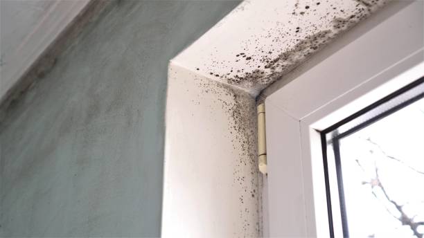 Best Crawl Space Mold Remediation in Farngton, MI