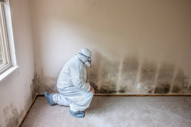 Best Black Mold Remediation in Farngton, MI