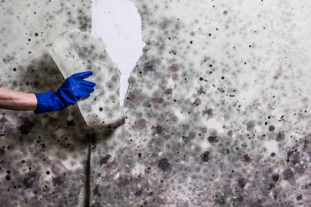 Best Attic Mold Remediation in Farngton, MI
