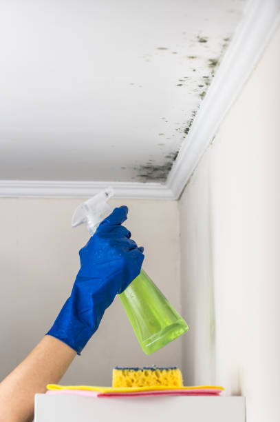 Best Localized Mold Remediation (e.g., coastal areas, humid climates) in Farngton, MI